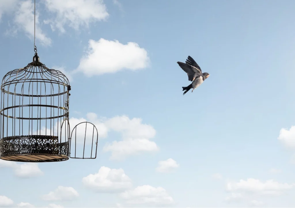 Photo d'un oiseau sortant d'une cage
